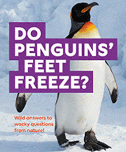 Do Penguins' Feet Freeze? 