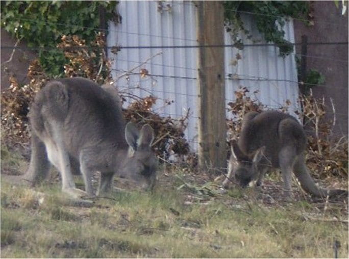 Our resident roos