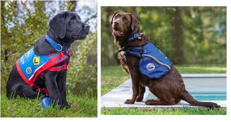  A light blue vest for pups-in-training and a darker blue for graduated, working Assistance Dogs. Image from Assistance Dogs Australia